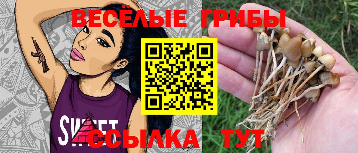 Псилоцибиновые грибы Psilocybe  Псилоцибиновые грибы Psilocybe  Вход с VPN  Рузаевка 